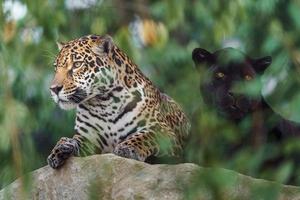retrato de jaguar foto