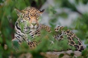 retrato de jaguar foto