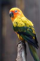 Sun parakeet on branch photo