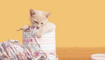 Portrait of cute baby kitten inside pink box with wool biting ball of wool photo