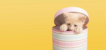 Portrait of cute baby kitten hiding inside pink round box sticking head and front paws out
