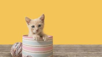 Portrait of cute baby kitten inside a pink box with balls of wool