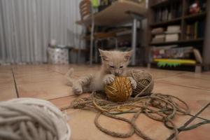 retrato de un lindo gatito mordiendo y jugando con bolas de lana en el piso de su sala de estar con una mesa y una librería fuera de foco en el fondo foto