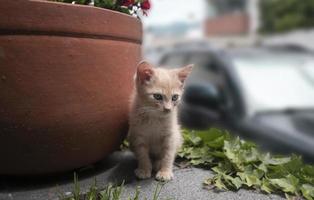 retrato de un lindo gatito sentado al lado de una olla de arcilla en el jardín de su casa con un fondo desenfocado foto