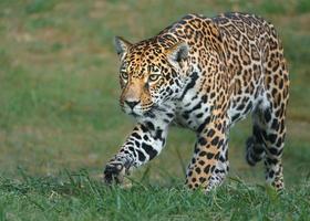 Jaguar Animal Stock Photos, Images and Backgrounds for Free Download Jaguar Animal Stock Photos, Images and Backgrounds for Free Download