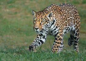 Portrait of Jaguar photo