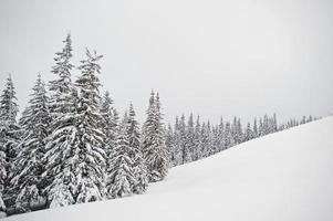 Pine trees covered by snow on mountain Chomiak. Beautiful winter landscapes of Carpathian mountains, Ukraine. Frost nature. photo