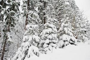 pinos cubiertos de nieve. hermosos paisajes de invierno. naturaleza helada. foto