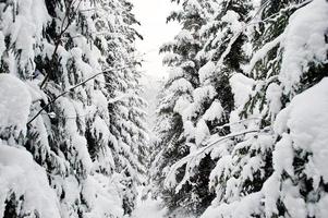 Huge pine trees forest covered by snow. Majestic winter landscapes. photo