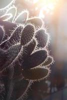 background nature. Natural Cactus succulent plant photo