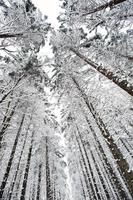 Top of huge pine trees forest covered by snow. Majestic winter landscapes. photo