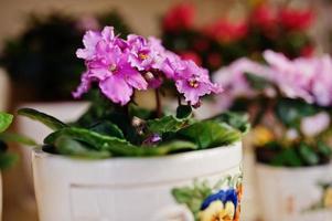 Viola or violet flowers on pots at store. photo