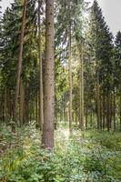 bosque de coníferas a la luz del sol foto