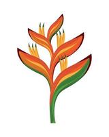 heliconia exotic plant vector