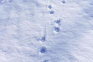 Animal tracks in the snow photo