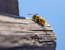 wasp in closeup view photo