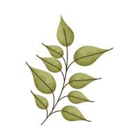 planta de hojas verdes vector