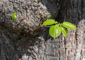 Tree trunk with green leaves photo