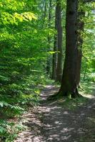 tree trunks in the forest photo