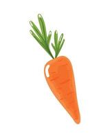 fresh vegetable carrot vector