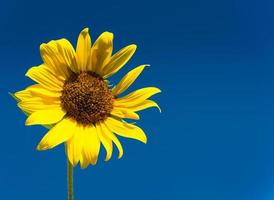 girasol frente al cielo azul foto