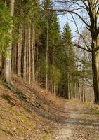 coniferous forest in spring photo