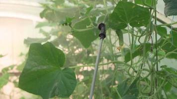 Spraying nutrient composition for health of leaves of cucumbers growing in greenhouse. video