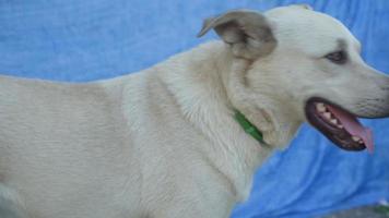 White dog with open mouth during extreme heat video