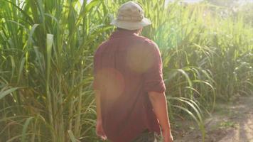 siga el tiro joven agricultor plantando caña de azúcar fuera de una plantación de caña de azúcar. video
