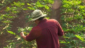 Maniok-Pflanzer in Zeitlupe, der Blätter inspiziert video