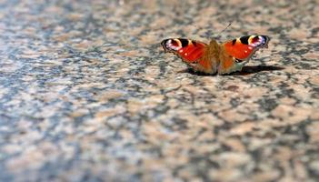 peacock butterfly in spring photo