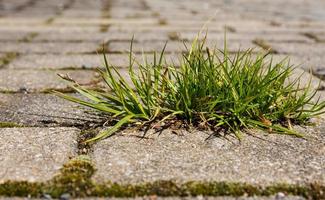 weed on a street photo