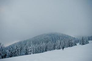 pinos cubiertos de nieve en la montaña chomiak. hermosos paisajes invernales de las montañas de los cárpatos, ucrania. majestuosa naturaleza helada. foto