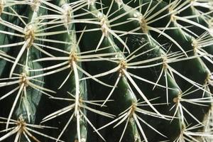 un patrón de primer plano de espinas de un cactus verde. foto