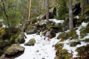 Dovbush rocks and trail with lonely wild dog on forest at Carpathian mountains. photo