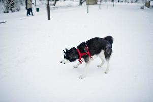 Husky dog on a leash walking at park on winter day. photo