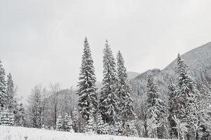 Pine trees covered by snow at Carpathian mountains. Beautiful winter landscapes. Frost nature. photo