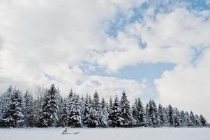 Pine trees covered by snow. Beautiful winter landscapes. Frost nature. photo