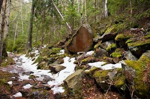 rocas dovbush en el bosque verde en las montañas de los cárpatos. foto