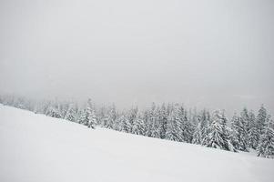 pinos cubiertos de nieve en la montaña chomiak. hermosos paisajes invernales de las montañas de los cárpatos, ucrania. naturaleza helada. foto