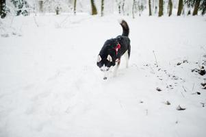 Husky dog on a leash walking at park on winter day. photo