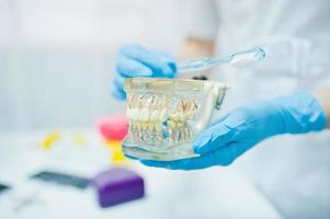 Tooth jaw at hands of dentist with toothbrush. photo