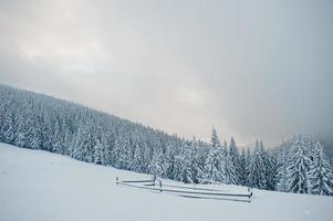 pinos cubiertos de nieve en la montaña chomiak. hermosos paisajes invernales de las montañas de los cárpatos, ucrania. majestuosa naturaleza helada. foto