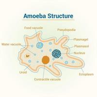 ilustración de diseño de estructura de ameoba vector