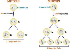 Differences Between Meiosis And Mitosis Colorful Symbols. Vector Illustration