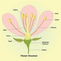 Flower Structure Vector Design Illustration