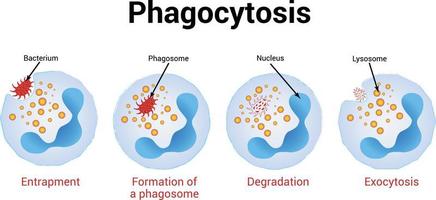 Phagocytosis Vector illustration, Medical illustration