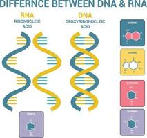 Difference Between DNA and RNA Vector scientific icon spiral Vector Illustration differences structure of the DNA and RNA