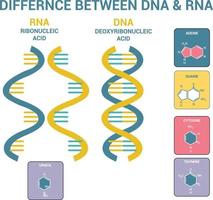 diferencia entre adn y rna vector icono científico espiral ilustración vectorial diferencias estructura del adn y arn