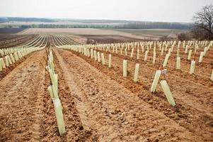 Fields with vineyards in early spring at South Moravia, Czech Republic. photo